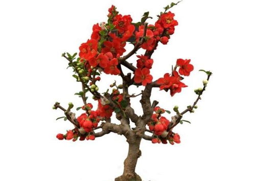 长寿冠海棠花期多久—长寿冠海棠几月份开花蕾