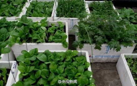 阳台种菜中泡沫箱的优缺点介绍