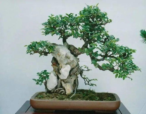 图文 榔榆盆景的制作与养护