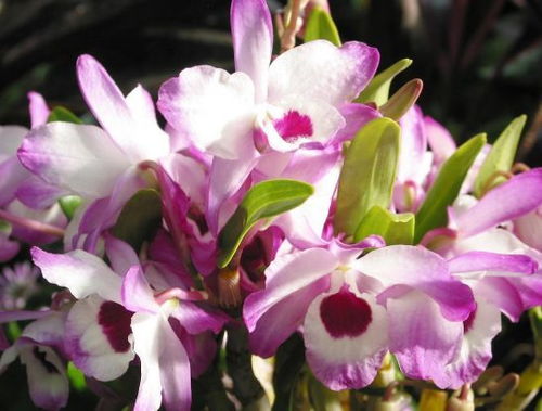 从4月15日开始,家养此款花卉,花香怡人,阳台出花海,花朵硕大