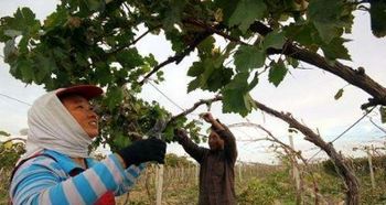 葡萄树老桩移栽、葡萄树老桩移栽存活率高吗
