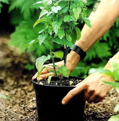 不伤植物的移栽技巧,3分钟轻松将植物移栽到你为它安排的窝