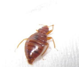 家里老是出现这种虫子 高手来看下 求助 急