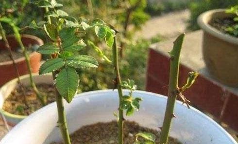 这花夏天必须养,枝条插土里就生根,开花一簇簇太美了