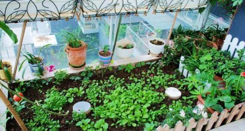 花草黄叶 要枯死 别再光心疼了,用它浇花分分钟 起死回生