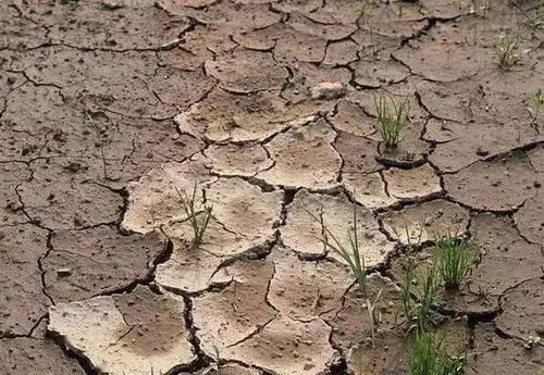 椰砖和土壤配合的比例、椰砖拌土的不良后果