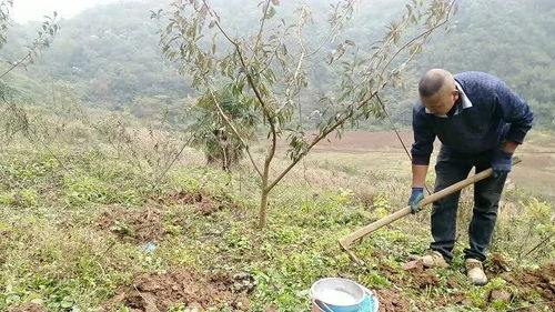 李子树第一年怎样剪枝_小兵说三农李子树第一年