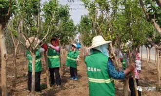 苗木在移栽时为什么要进行修剪