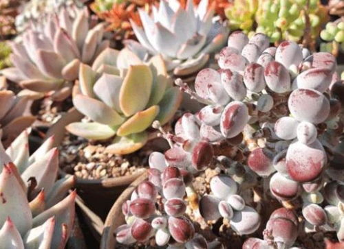 国庆前后,4种花赶紧翻盆换土,不然满盆根系影响生长