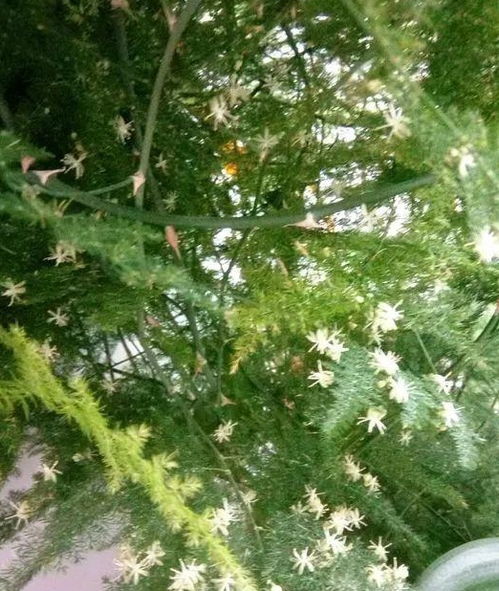 3种花病菌 不喜欢 ,家里养1盆,一家老小更健康
