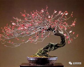 教给你几个养好梅花盆景的技巧,让盆栽梅花也大放异彩