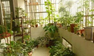 营养土可以用来种菜吗