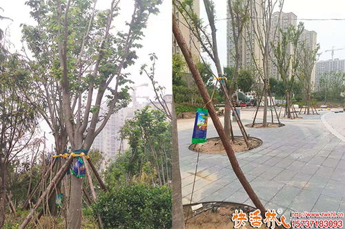 夏季树木不适合移栽怎么办,夏季移栽树木怎样能够提高成活率