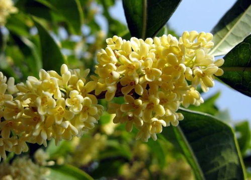 家养桂花,掌握几个小技巧,叶子油亮翠绿,桂花香四溢