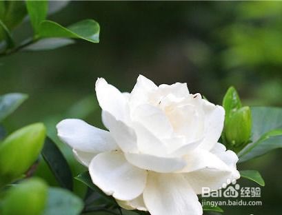 栀子花长虫子怎么办