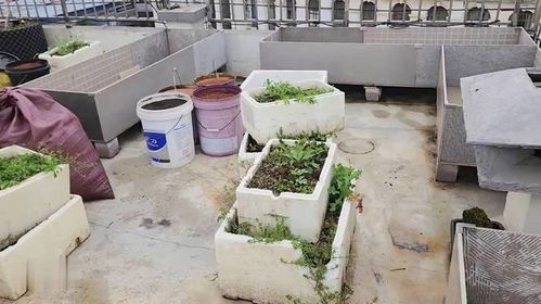 配制营养土 添加大量的有机肥和有机质,土壤疏松透气营养丰富