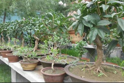 春季给桂花剪剪枝 抹抹芽,八月桂花才能满院飘香