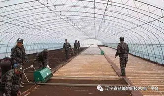 水稻育苗马上开始啦,应该注意哪些问题呢