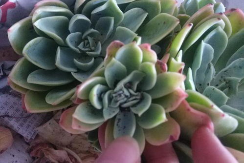 从网上购买的多肉叶片上居然有好多介壳虫和蚜虫,要怎么处理啊