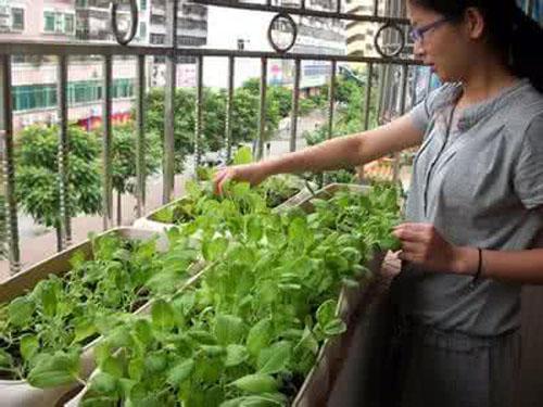 小区户主都在阳台养花晾衣,唯独我家在阳台种菜,蔬菜开满了阳台