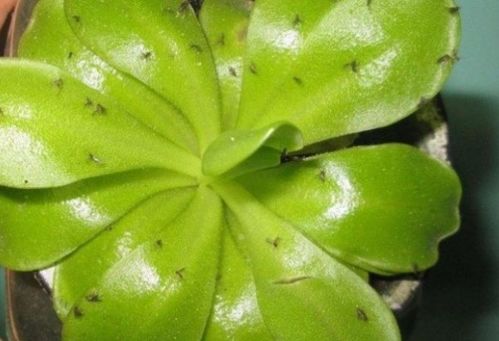 花盆小黑飞虫用什么药根除、花盆里小黑虫怎么