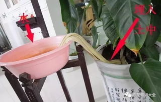 营养土怎么放盆里;营养土怎么浇水？总感觉是干