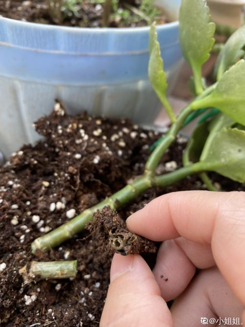 过期小药片别扔,兑水浇花真有效,叶子油绿花开爆
