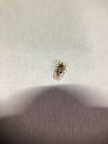 床上有小白色透明的虫是什么