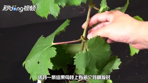 春天葡萄树怎么修剪