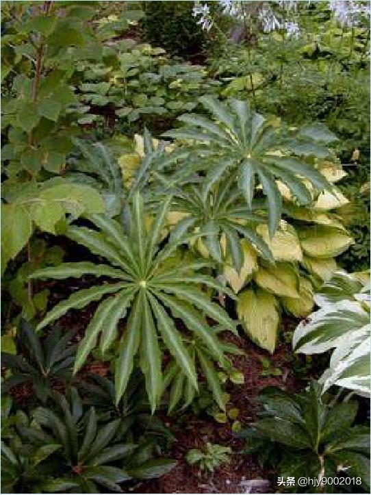 天南星科植物