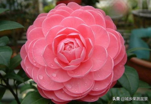 南方花卉,喜酸性或微酸性的培养土,可否使用红黄泥土栽培