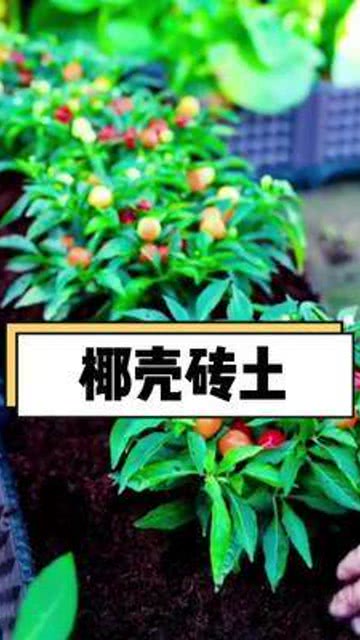 这个 椰砖,太好用了,种菜种花都可以,再也不用愁找不到土了 椰砖土