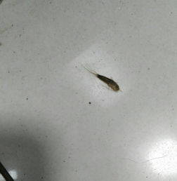 这大概是家里木头生的虫子,爬得非常快 大家知道这种虫子叫什么吗 怎么能彻底消灭它们呢