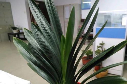君子兰最佳植料配比、君子兰的植料与土的比例