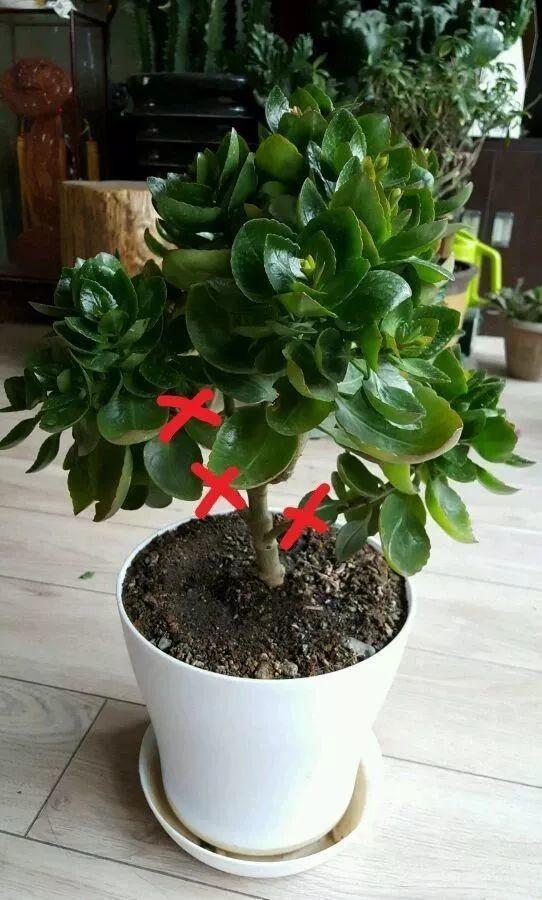养在 酒瓶 里的长寿花,太阳晒够了,就能养成老桩