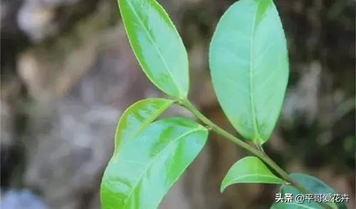 花卉总烂根 教你用 4招 快速判断植物是否烂根,简单又实用