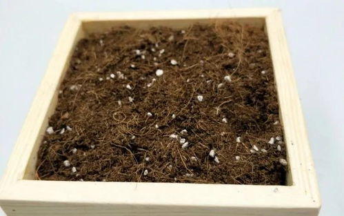 新手养花 这种有机介质透气又保水,还纯天然