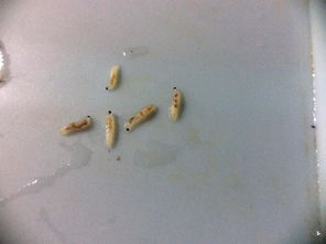 这是什么虫子 我在家里花盆发现的 种的娃娃菜 该怎么处理