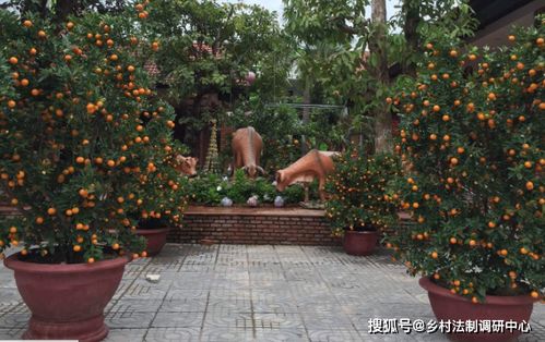 盆栽金桔的种植方法
