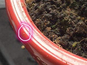 花盆里密密麻麻全是这种白色有点发透明的小虫子,请问这是什么虫啊 花会不会死啊 应该怎么处理呢