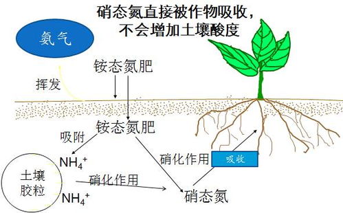 草莓施肥好搭档 可滴灌 多元高效新型15.5.20狮马复合肥