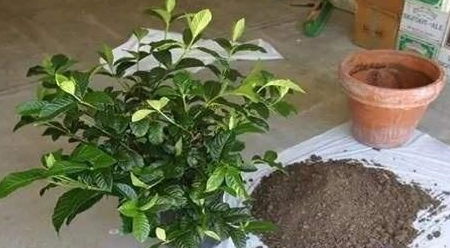 丢了腐叶土吧,捡 3种料 ,掺和一起,就是养花万能土