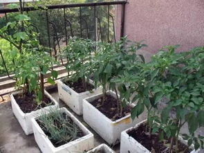 这位阿姨巧用一张白纸在阳台种菜,供全家人吃 快来学