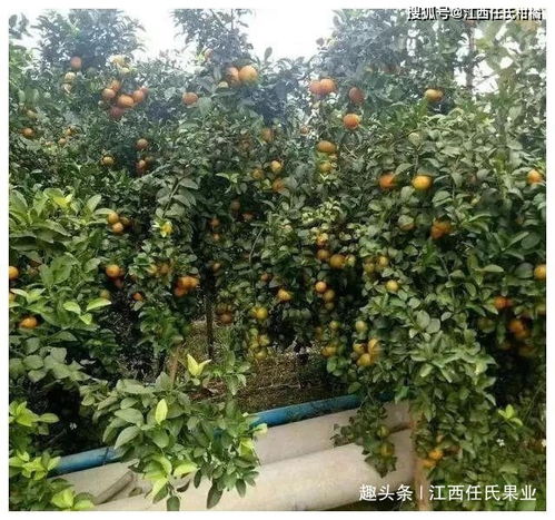 除了氮磷钾,柑橘的这些中微肥同等重要,缺一克都是大问题
