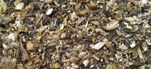 君子兰栽种时做好四个动作,植株生长快,叶子油亮,花箭窜的高 营养