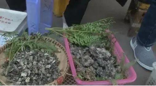 好消息 云南野生菌上市量翻了10倍 价格嘛