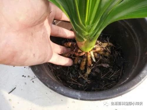 2种土,扔了也别用来养花,不然养一盆黄叶一盆,别忽视 腾讯新闻