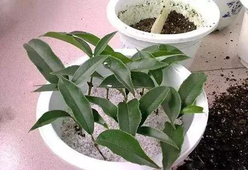 路边遇到4种树,随便掐个枝,沾土就成活,开花香结果多,运气好