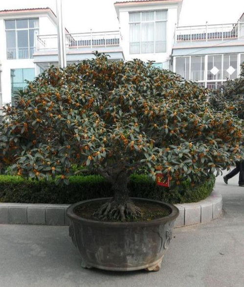 种桂花树用什么盆好_种植桂花用什么盆好