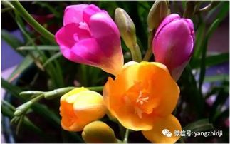 我的花,有好多的虫子,该怎么办呢